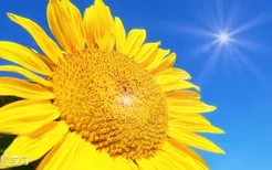 向日葵为什么向着太阳的原因
