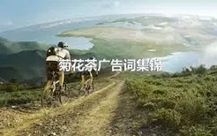 菊花茶广告词集锦